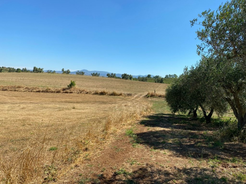 Tipologia Immobile: terreno agricolo Provincia: latina Comune: aprilia Località: vallelata Indirizzo: Via Vallelata