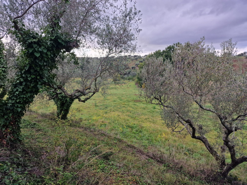 Tipologia Immobile: terreno agricolo Provincia: roma Comune: genzano di roma Località:  Indirizzo: Via Fausto Gullo