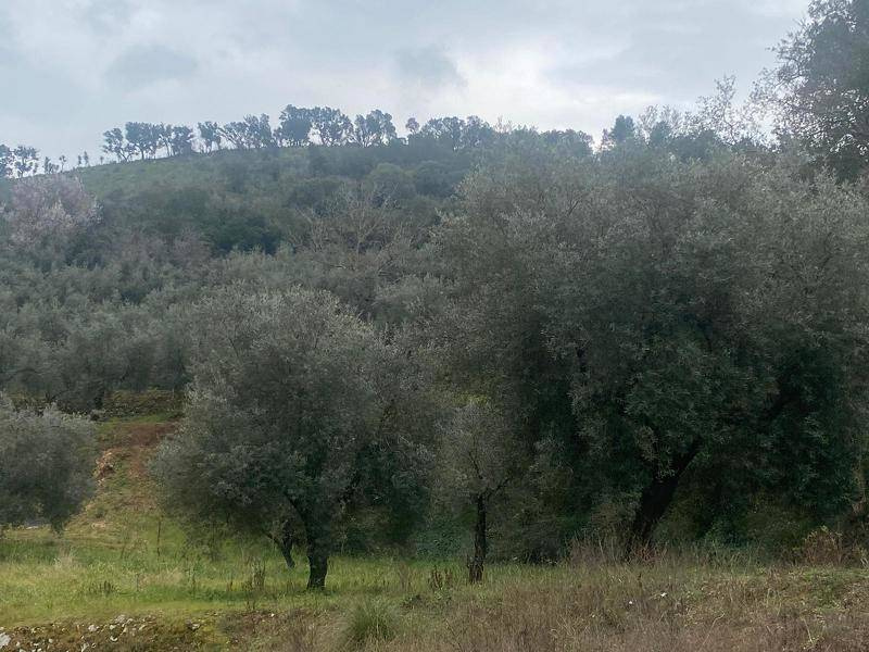 Tipologia Immobile: terreno agricolo Provincia: latina Comune: itri Località:  Indirizzo: Via Santo Stefano