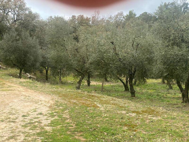Tipologia Immobile: terreno agricolo Provincia: latina Comune: itri Località:  Indirizzo: Via Santo Stefano