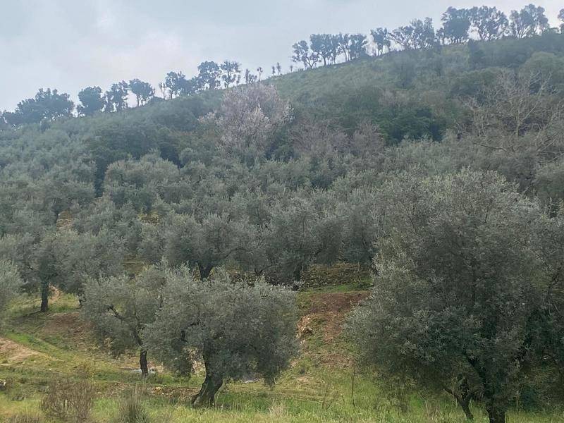 Tipologia Immobile: terreno agricolo Provincia: latina Comune: itri Località:  Indirizzo: Via Santo Stefano