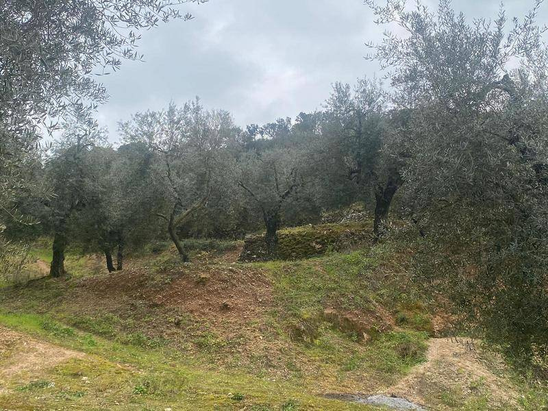 Tipologia Immobile: terreno agricolo Provincia: latina Comune: itri Località:  Indirizzo: Via Santo Stefano