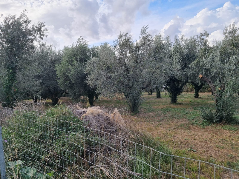 Tipologia Immobile: terreno agricolo Provincia: roma Comune: roma Località: finocchio - borghesiana Indirizzo: Via di Torre Jacova