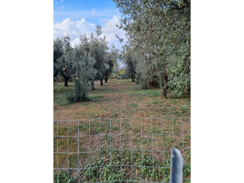 Tipologia Immobile: terreno agricolo Provincia: roma Comune: roma Località: finocchio - borghesiana Indirizzo: Via di Torre Jacova