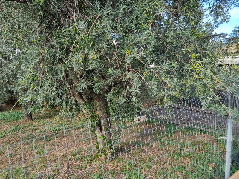 Tipologia Immobile: terreno agricolo Provincia: roma Comune: roma Località: finocchio - borghesiana Indirizzo: Via di Torre Jacova