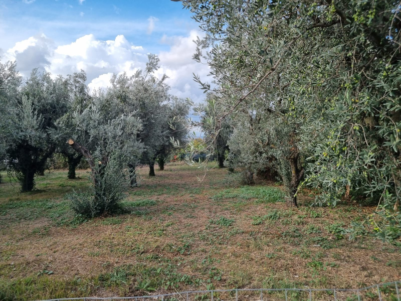 Tipologia Immobile: terreno agricolo Provincia: roma Comune: roma Località: finocchio - borghesiana Indirizzo: Via di Torre Jacova