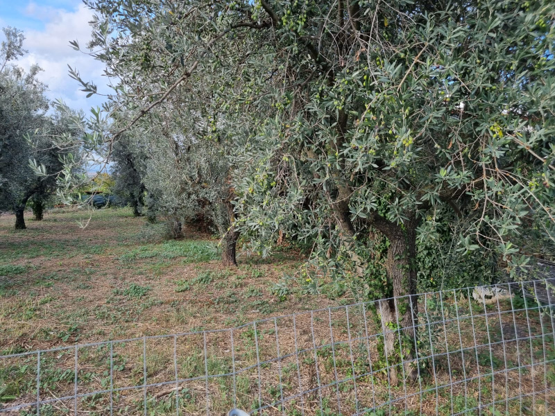 Tipologia Immobile: terreno agricolo Provincia: roma Comune: roma Località: finocchio - borghesiana Indirizzo: Via di Torre Jacova