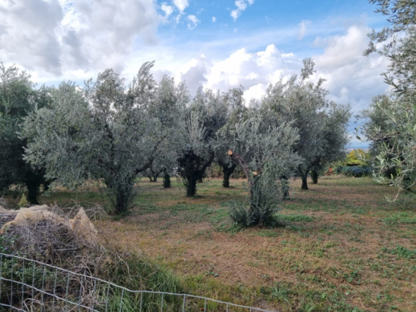 Tipologia Immobile: terreno agricolo Provincia: roma Comune: roma Località: finocchio - borghesiana Indirizzo: Via di Torre Jacova