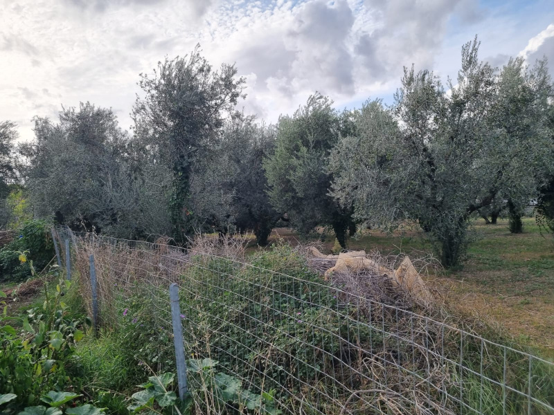 Tipologia Immobile: terreno agricolo Provincia: roma Comune: roma Località: finocchio - borghesiana Indirizzo: Via di Torre Jacova