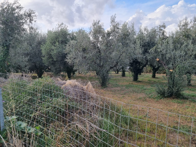 Tipologia Immobile: terreno agricolo Provincia: roma Comune: roma Località: finocchio - borghesiana Indirizzo: Via di Torre Jacova