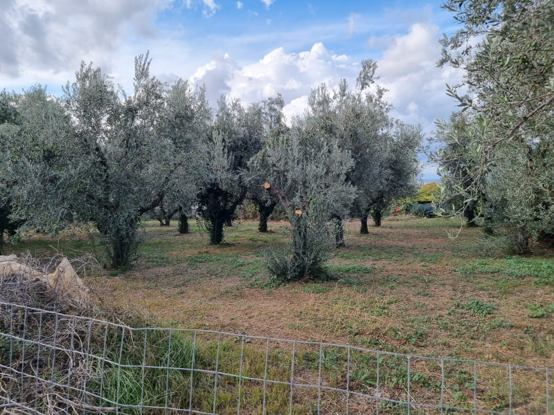Tipologia Immobile: terreno agricolo Provincia: roma Comune: roma Località: finocchio - borghesiana Indirizzo: Via di Torre Jacova
