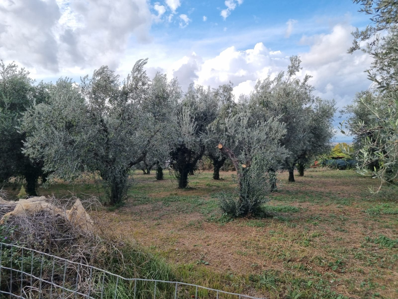 Tipologia Immobile: terreno agricolo Provincia: roma Comune: roma Località: finocchio - borghesiana Indirizzo: Via di Torre Jacova