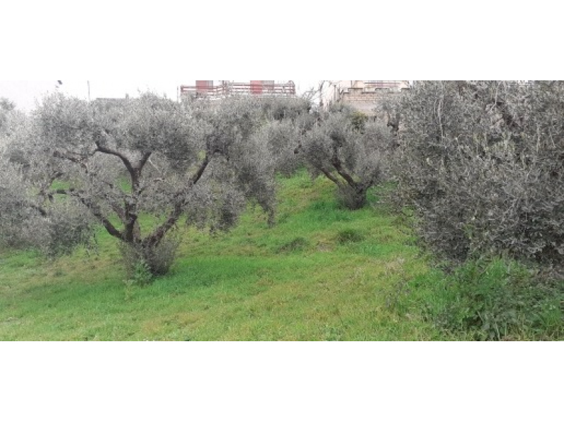 Tipologia Immobile: terreno edificabile Provincia: roma Comune: riano Località: centro Indirizzo: Via dei Cardacci
