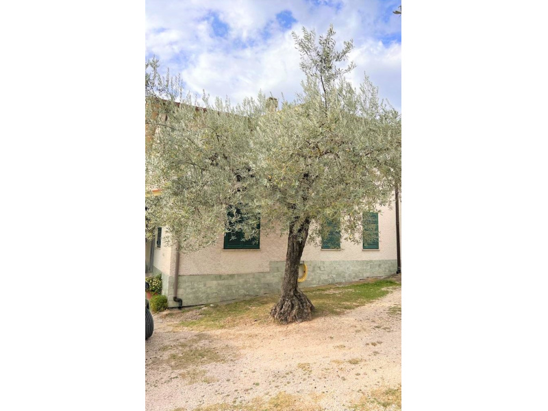 Tipologia Immobile: villa/indipendente Provincia: rieti Comune: fara in sabina Località: borgo quinzio Indirizzo: Via Bonino