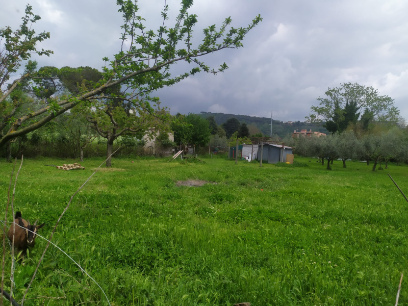 Tipologia Immobile: terreno agricolo Provincia: roma Comune: ariccia Località:  Indirizzo: Via di Mezzo
