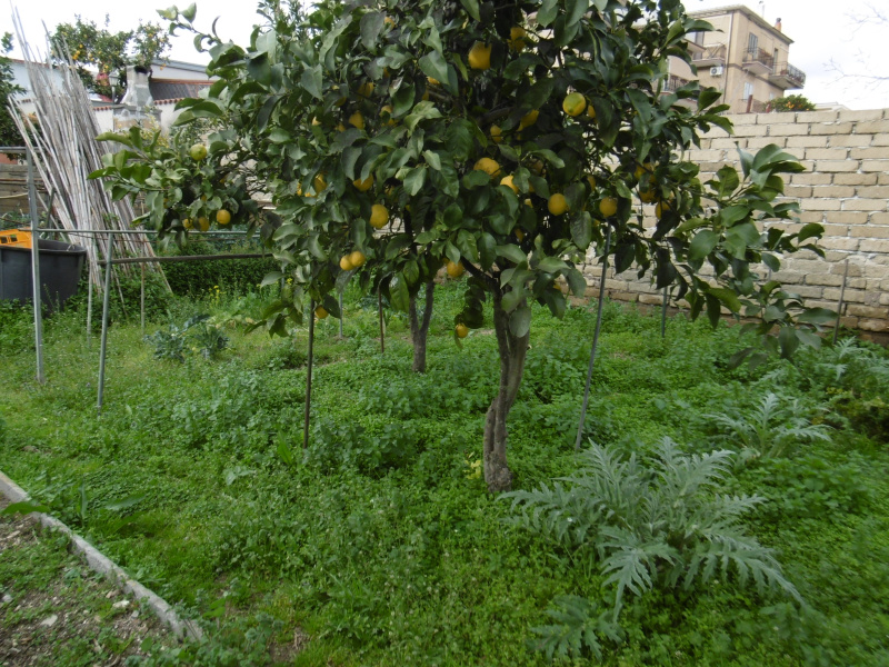 Tipologia Immobile: appartamento Provincia: roma Comune: roma Località: pisana Indirizzo: Via Samugheo