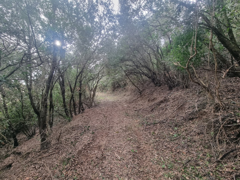 Tipologia Immobile: terreno agricolo Provincia: roma Comune: santa marinella Località: centro urbano Indirizzo: Strada Poggio del Principe