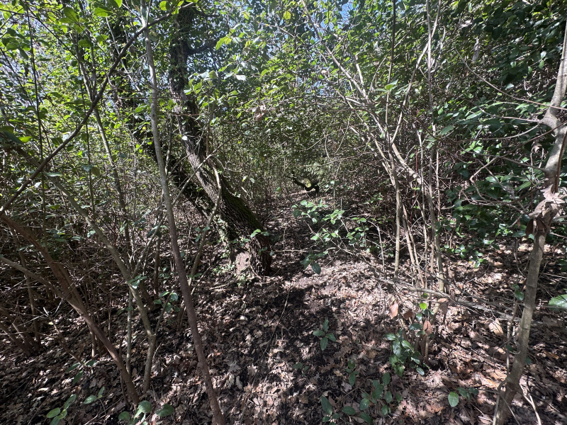Tipologia Immobile: terreno agricolo Provincia: roma Comune: trevignano romano Località:  Indirizzo: Via San Bernardino del Malpasso