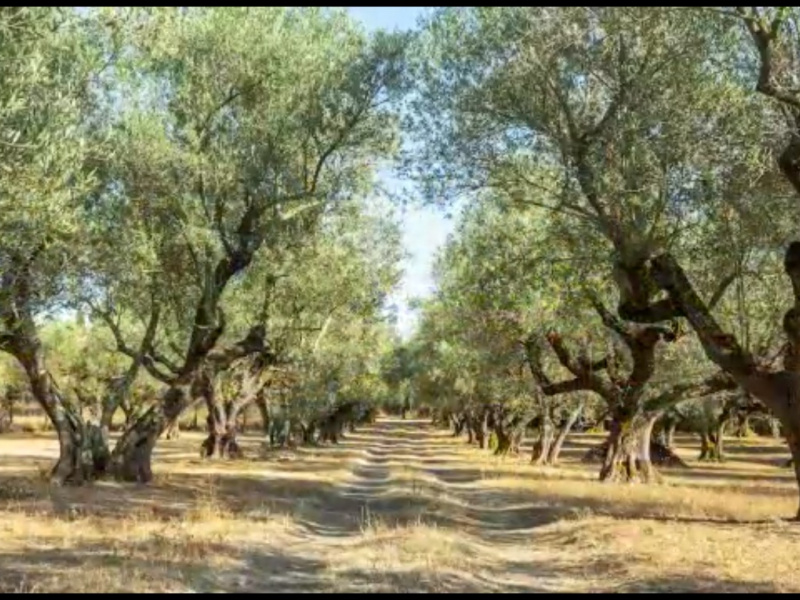 Tipologia Immobile: rustico/casale Provincia: viterbo Comune: viterbo Località: cassia sud Indirizzo: