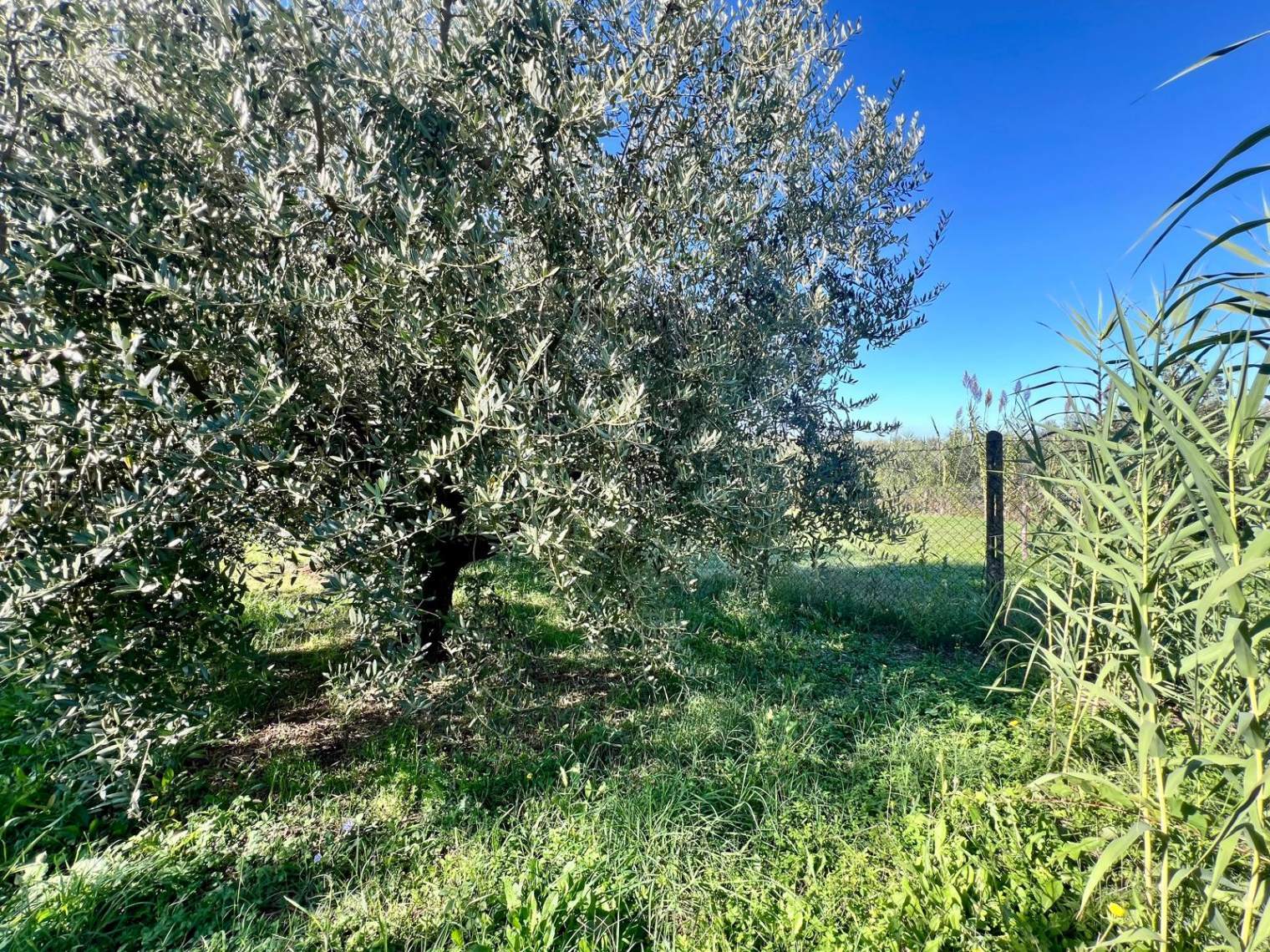 Tipologia Immobile: terreno agricolo Provincia: roma Comune: palestrina Località: carchitti Indirizzo: Via Colle Rasto
