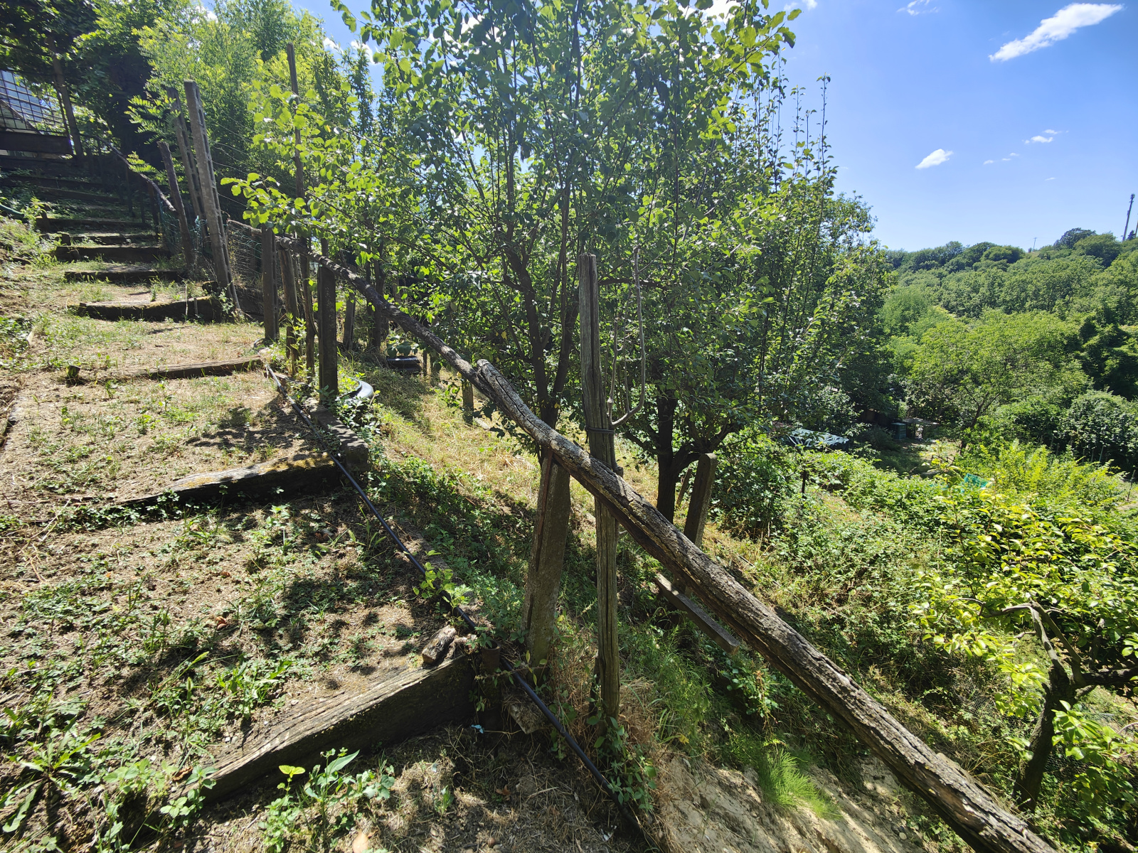 Tipologia Immobile: terreno agricolo Provincia: arezzo Comune: bucine Località: centro urbano Indirizzo: Via Guglielmo Oberdan