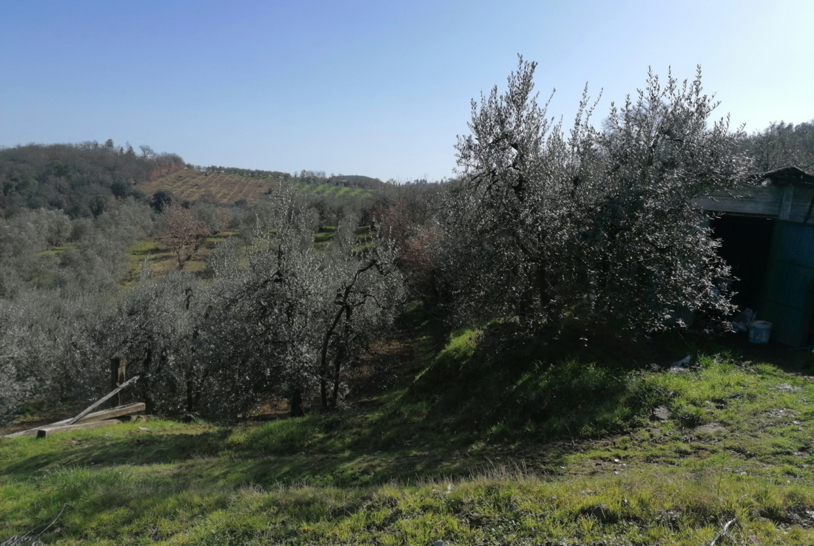 Tipologia Immobile: terreno agricolo Provincia: arezzo Comune: montevarchi Località: ventena Indirizzo: Via di Ventena