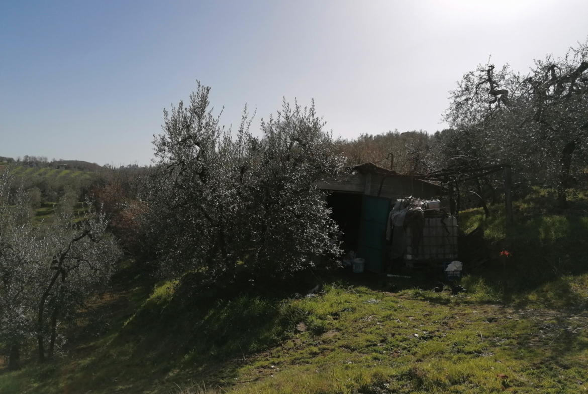 Tipologia Immobile: terreno agricolo Provincia: arezzo Comune: montevarchi Località: ventena Indirizzo: Via di Ventena