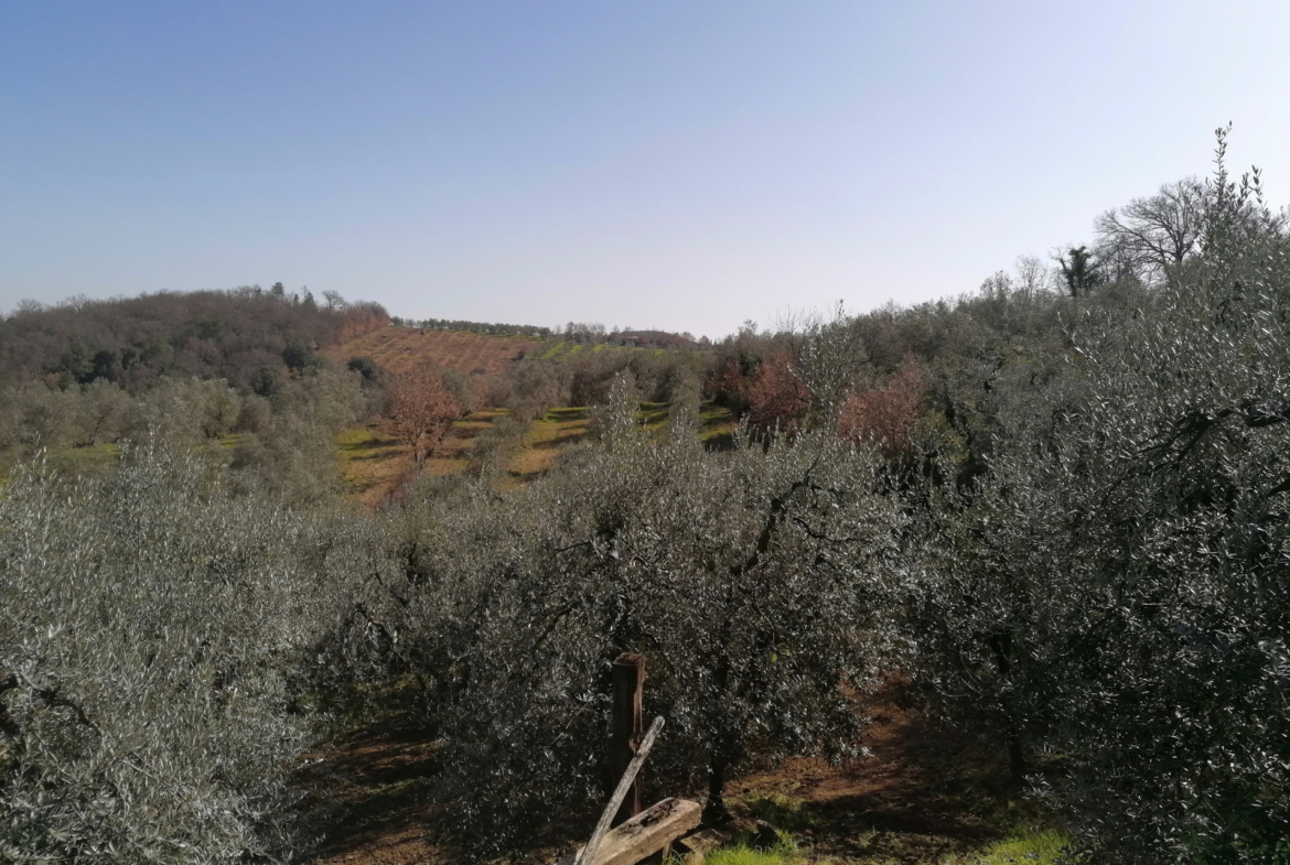 Tipologia Immobile: terreno agricolo Provincia: arezzo Comune: montevarchi Località: ventena Indirizzo: Via di Ventena