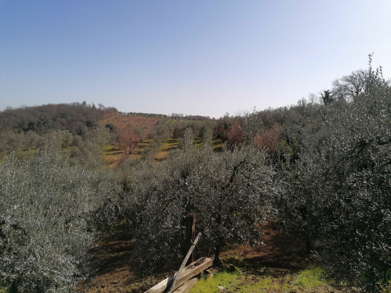 Tipologia Immobile: terreno agricolo Provincia: arezzo Comune: montevarchi Località: ventena Indirizzo: Via di Ventena