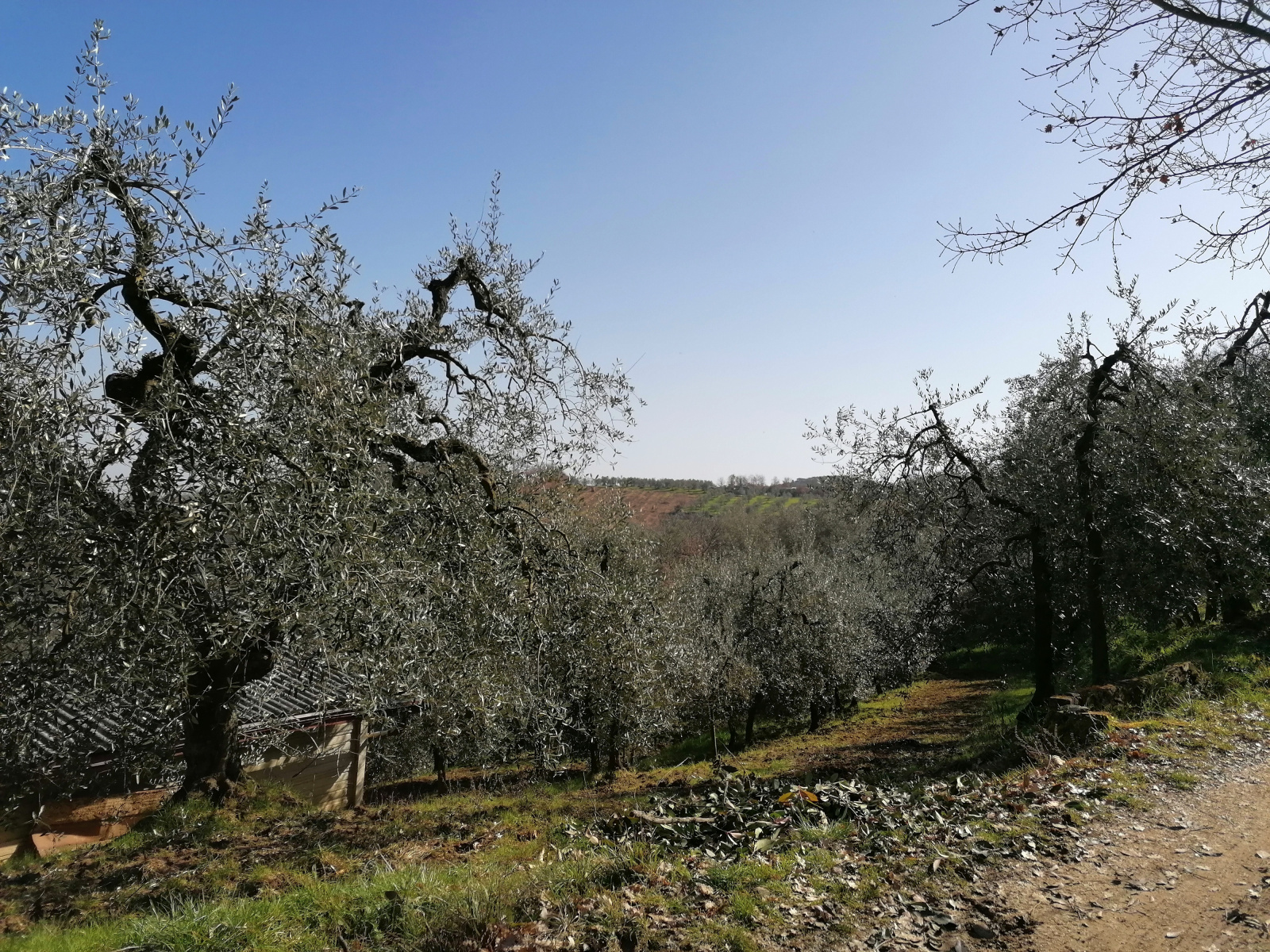 Tipologia Immobile: terreno agricolo Provincia: arezzo Comune: montevarchi Località: ventena Indirizzo: Via di Ventena