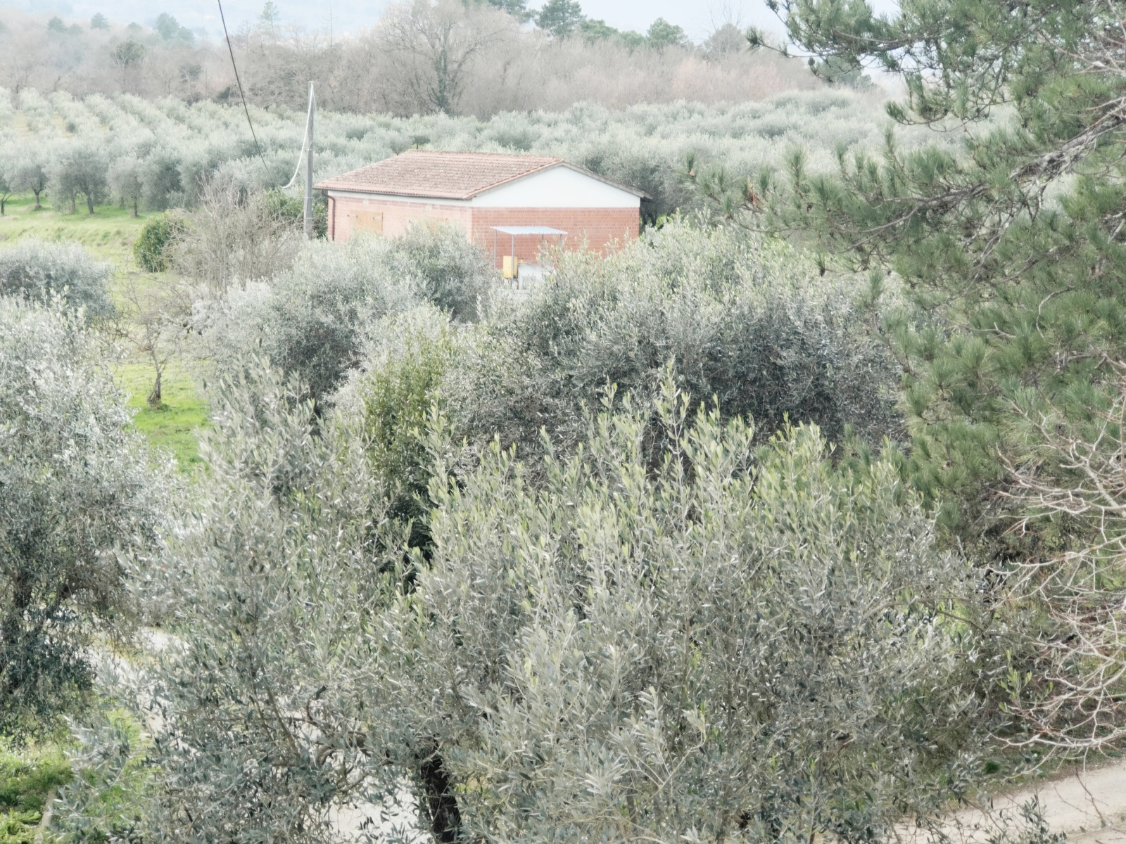 Tipologia Immobile: terreno agricolo Provincia: arezzo Comune: montevarchi Località: pestello Indirizzo: Via di Moncioni