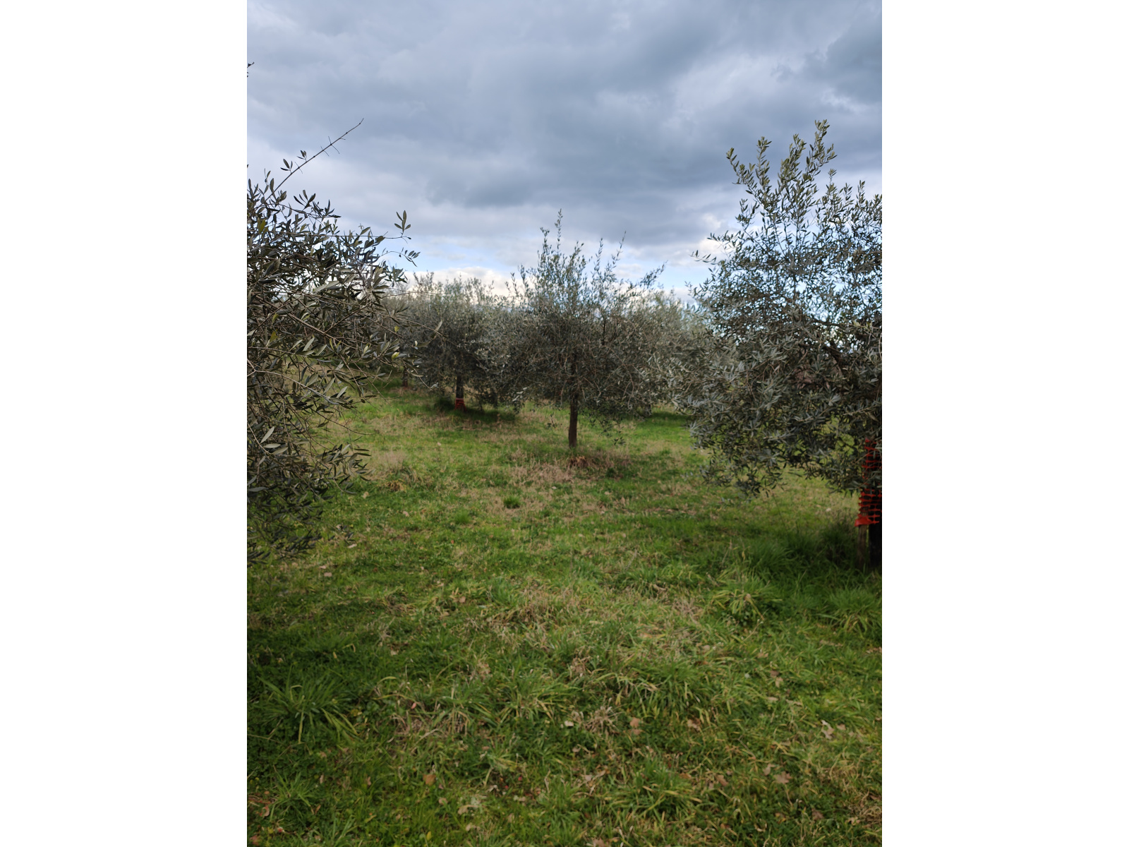 Tipologia Immobile: terreno agricolo Provincia: arezzo Comune: montevarchi Località: pestello Indirizzo: Via di Moncioni