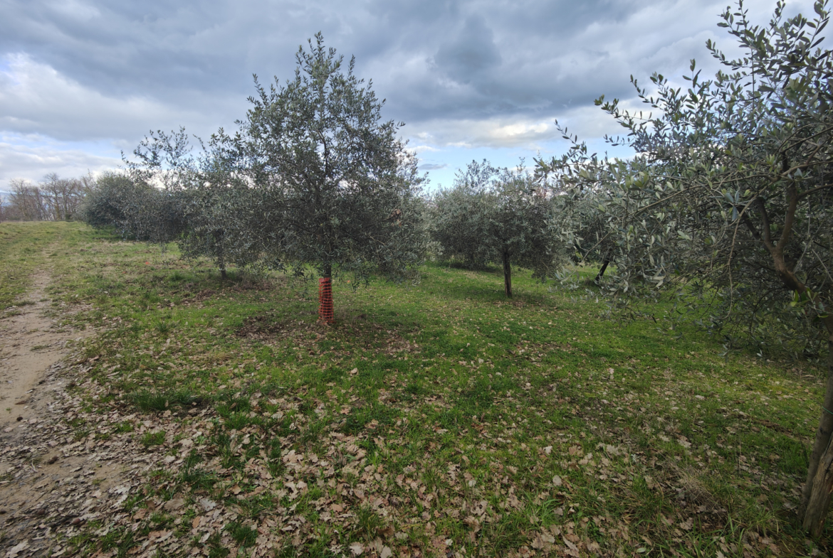 Tipologia Immobile: terreno agricolo Provincia: arezzo Comune: montevarchi Località: pestello Indirizzo: Via di Moncioni