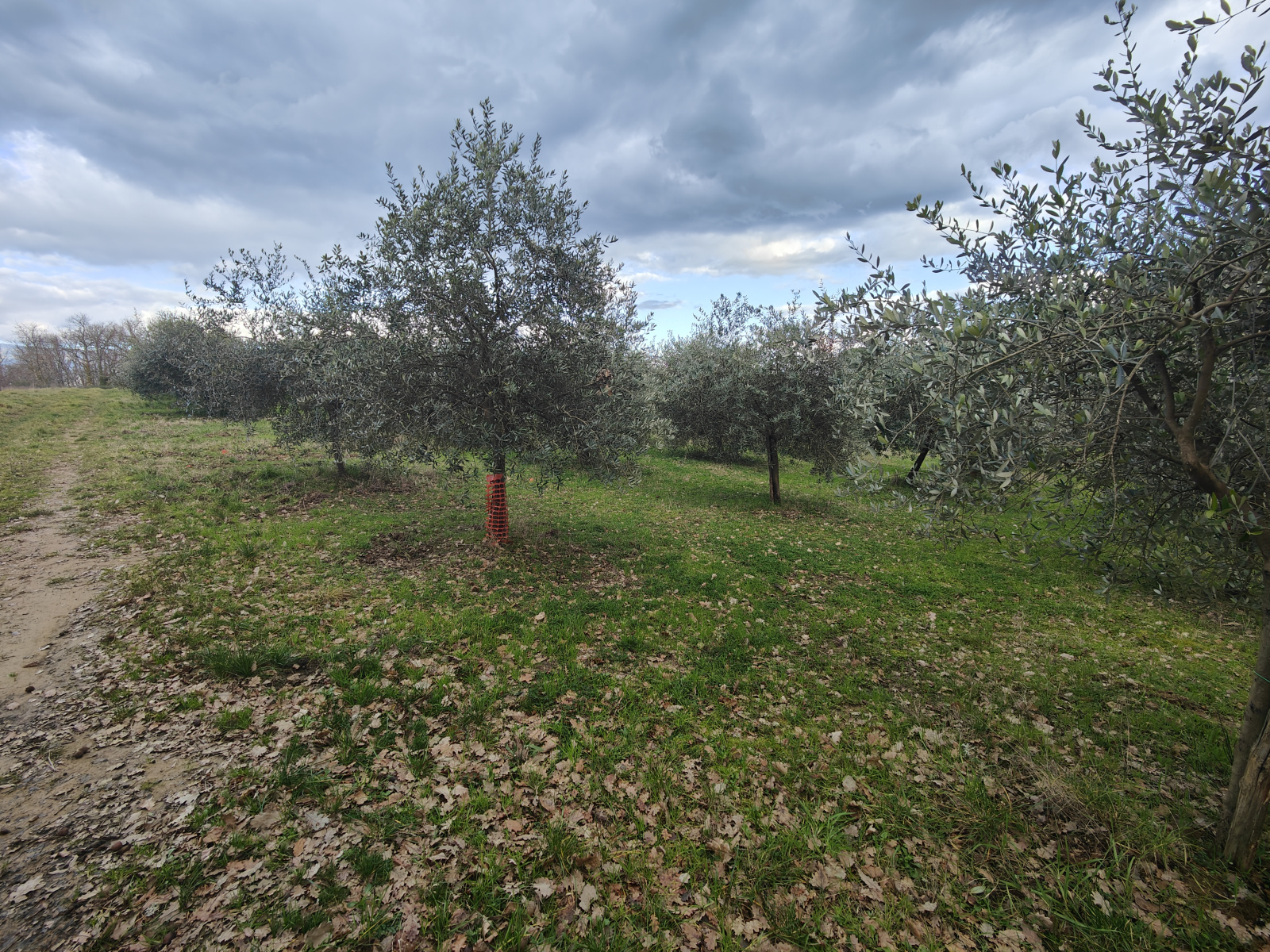 Tipologia Immobile: terreno agricolo Provincia: arezzo Comune: montevarchi Località: pestello Indirizzo: Via di Moncioni
