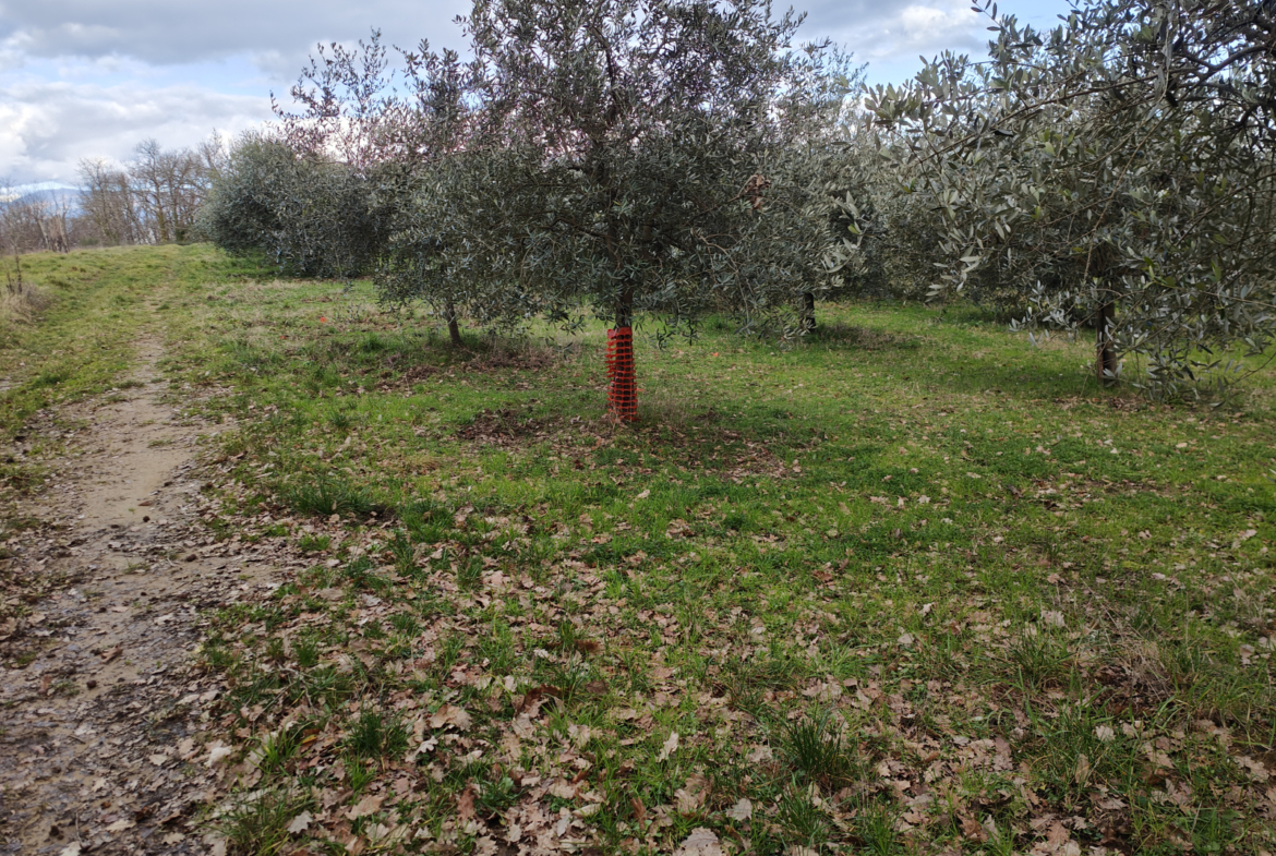 Tipologia Immobile: terreno agricolo Provincia: arezzo Comune: montevarchi Località: pestello Indirizzo: Via di Moncioni