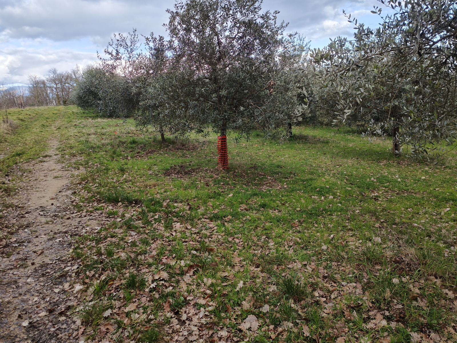 Tipologia Immobile: terreno agricolo Provincia: arezzo Comune: montevarchi Località: pestello Indirizzo: Via di Moncioni